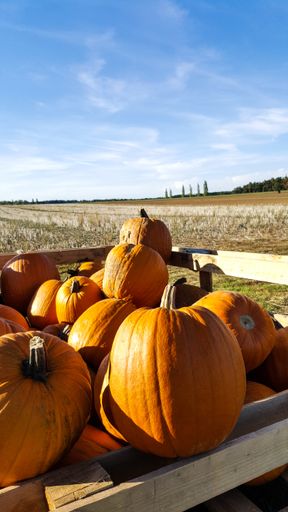 A vertical shot of pumpkins in a wooden box
