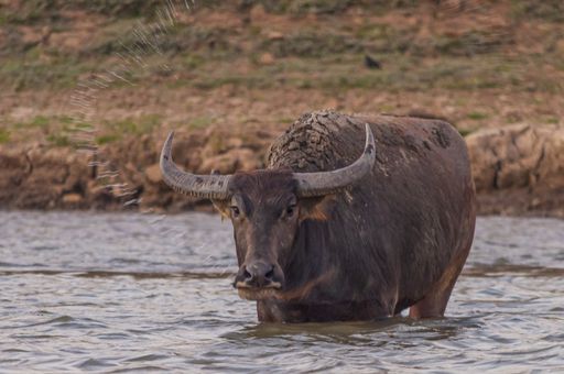 A shot of the brown buffalo in the Doi Tao Lake, Thailand, Asia