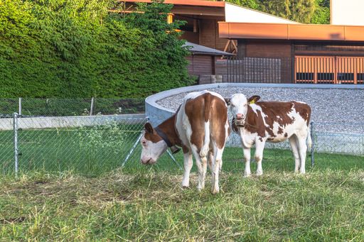 Two typical Swiss Alpine "Brune" cows grazing in the grassy meadow field
