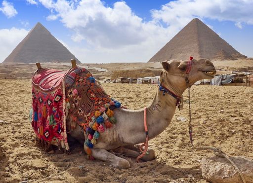 A portrait of a large camel standing in front of a majestic ancient pyramid in a desert landscape
