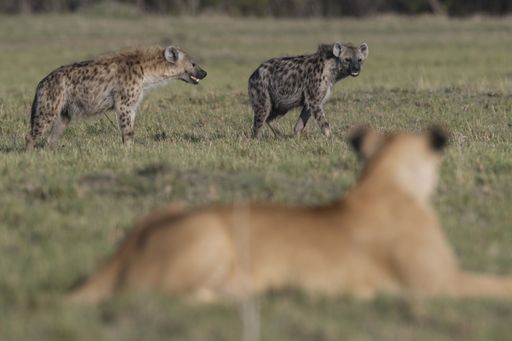 Two spotted hyenas in a grassy field with a lion resting on the ground