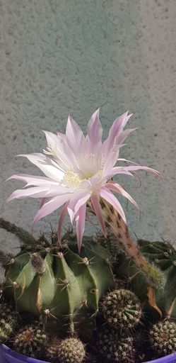 A vertical shot of a potted Easter lily cactus against a rough wall under the sunlight