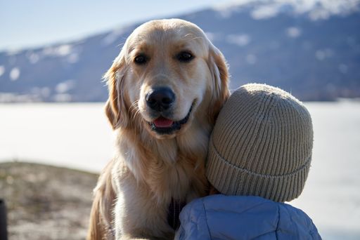 A person hugging an endearing young golden retriever on background of a mountain