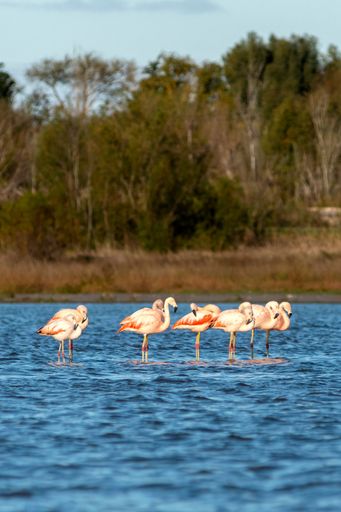 A Flock of flamingos in a shallow pond surrounded by greenery on a sunny day