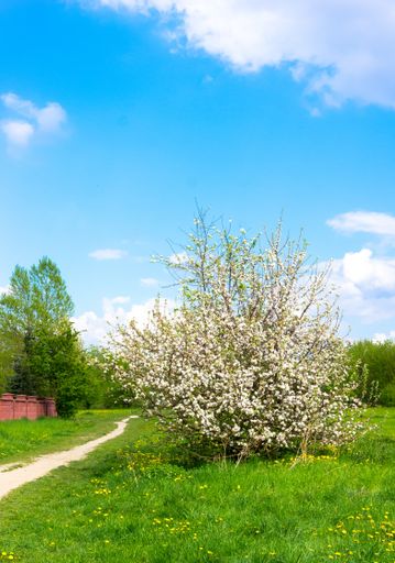 A vertical picture of a garden surrounded by trees and grass under the sunlight and a blue sky