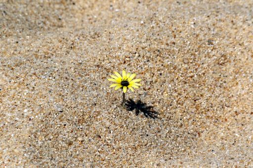 A closeup shot of a small yellow flower growing in the middle of a sand field under sunlight