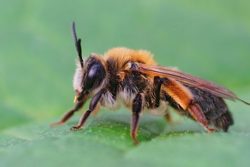 A macro shot of acolorful female gray-gastered mining bee (Andrena tibialis) on a green leaf