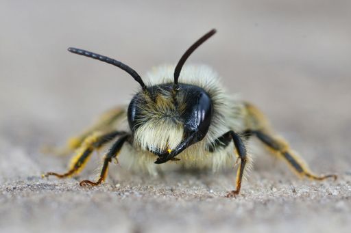 A frontal macro shot of a male gray-backed mining bee (Andrena vagaries)