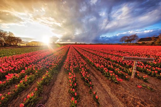 Tulips in a field. They are red and the sky is blue and yellow.