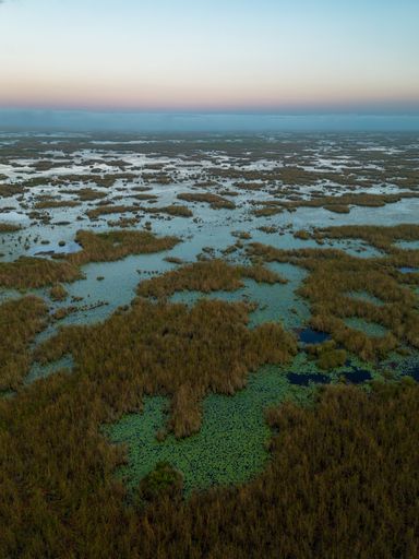 An aerial view of marshes covered with greenery on a sunny day