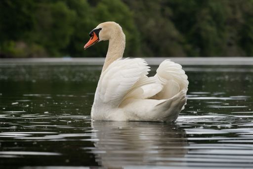 A scenic view of a swan swimming in a river