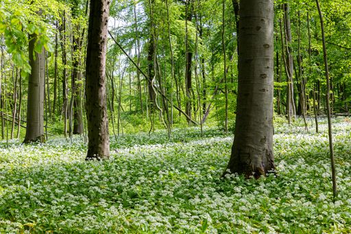 A lush forest filled with white wild garlic plants and trees on a sunny day