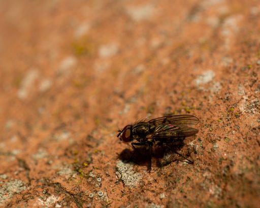 A macro of a fly on the orange ground