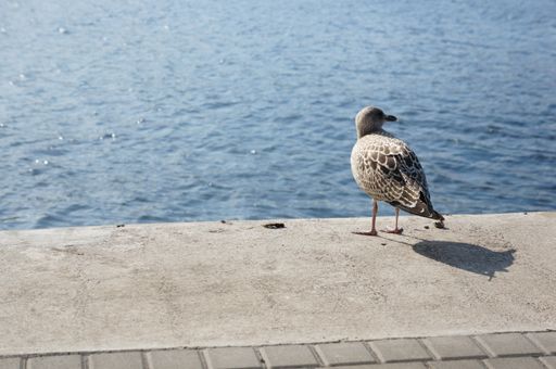 A silver gull standing near the sea under the sunlight with a blurry background