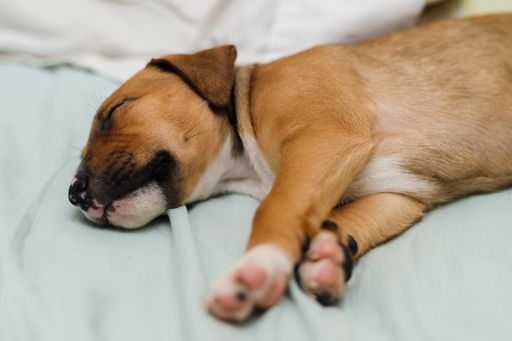 A closeup of a brown dog peacefully sleeping on the bed
