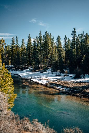 A vertical shot of calm water surrounded by fir trees under a blue sky in winter