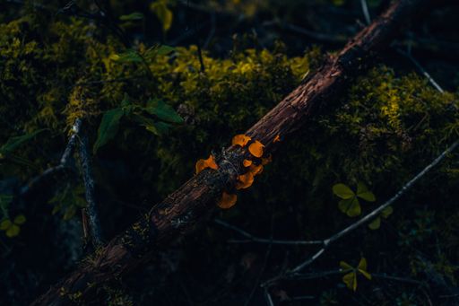 A closeup shot of orange small mushrooms on a branch in the forest at night