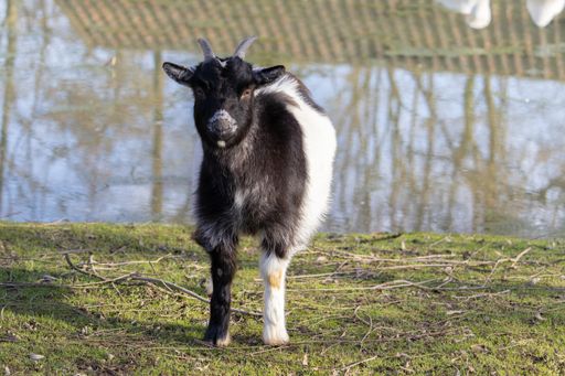 A shot of a black and white goat standing on the grassy field next to a pond
