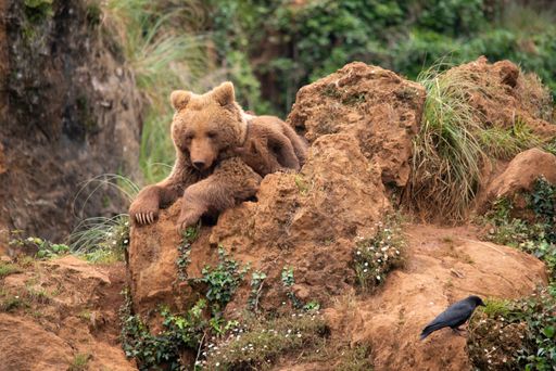 Bear cubs playing with their brown bear mother on top of a mountain in the Cantabrian mountain range