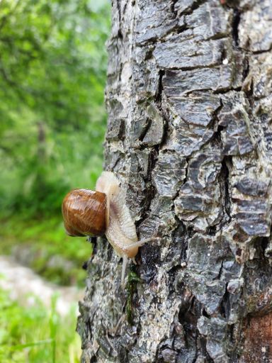 A small snail on tree bark
