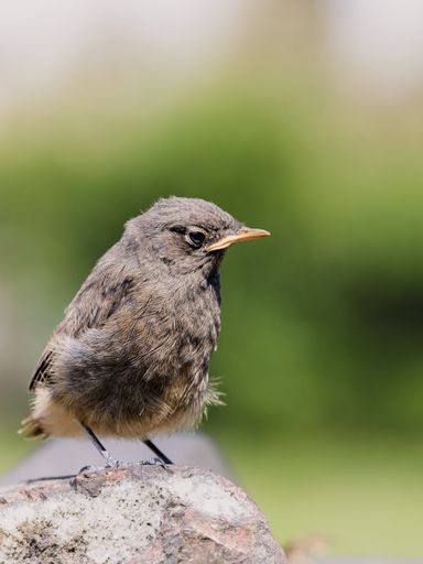 A selective focus shot of a small common redstart bird perched on a rock