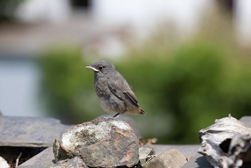 A selective focus shot of a small common redstart bird perched on a rock