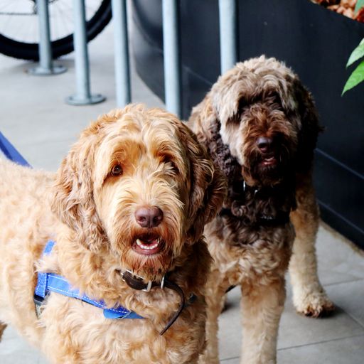 A closeup of two adorable Labradoodles on leashes outdoors with a blurry background