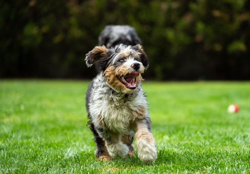 A cheerful bernedoodle dog is running with its mouth wide open, enjoying the moment