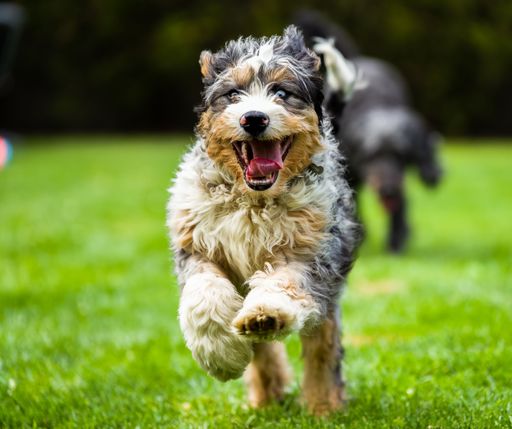 A closeup image of a Bernedoodle dog running with their mouth open and tongue out
