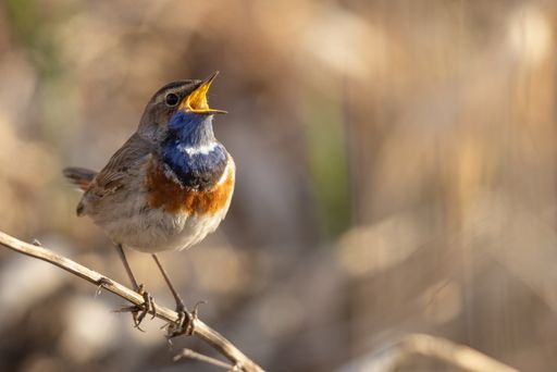 A Bluethroat perched on a tree twig on a blurred background