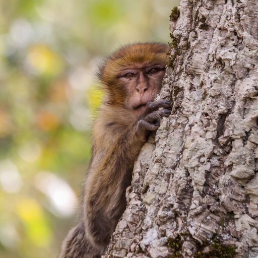A curious macaque clings to a tree trunk, gazing outwards with an inquisitive expression.