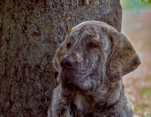A Spanish mastiff class dog resting next to a tree on a sunny morning