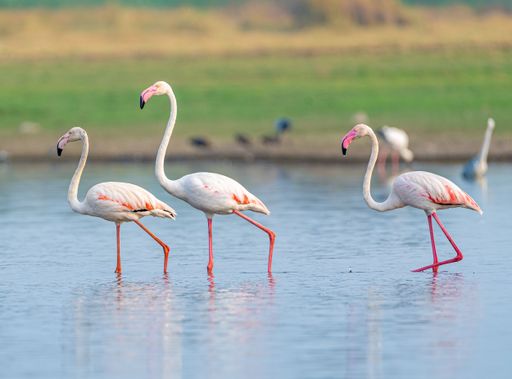 A large group of vibrant pink flamingos wading through the still waters of a scenic pond