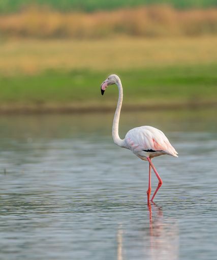A vibrant pink flamingo standing in a calm lake
