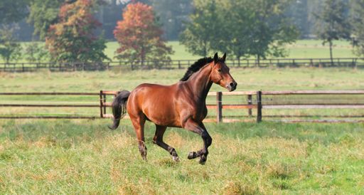 A majestic white horse galloped across a sun-drenched meadow, with a wooden fence in the background.