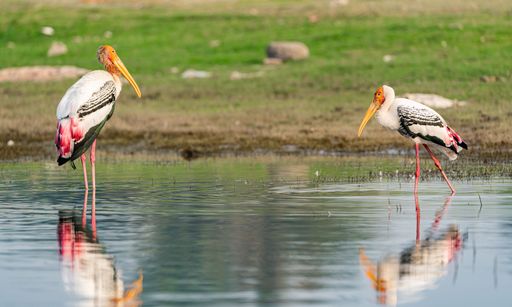 The two Painted Storks (Mycteria leucocephala) perched in shallow water