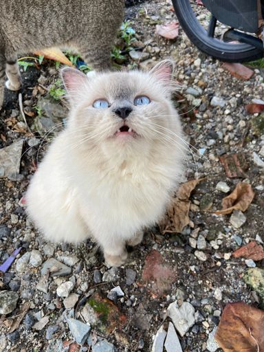 A close-up shot of a cute white cat with blue eyes looking at the camera.