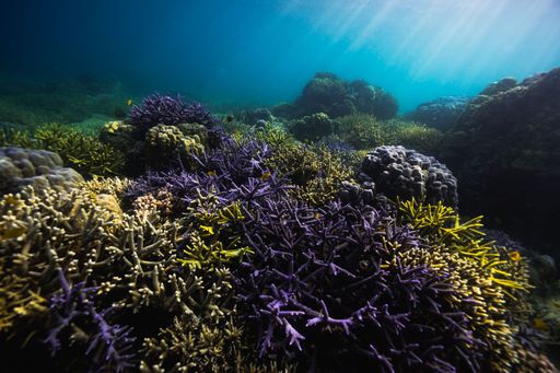 A vibrant underwater landscape with a large abundance of sea plants growing on a sandy ocean floor