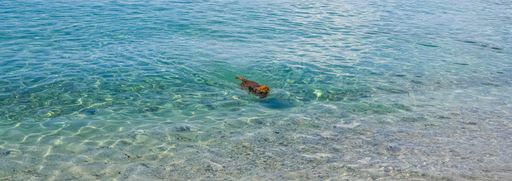 Corsica, France, a happy King Charles dog bathing in transparent turquoise water on a beautiful beach in summer