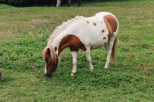 A beautiful view of a horse grazing grass in the meadow