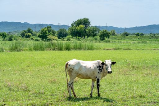 A wide shot of a grassy field with a cow standing in the middle of the field on a sunny day
