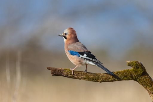 A beautiful forest jay standing on a tree branch in the blurred background