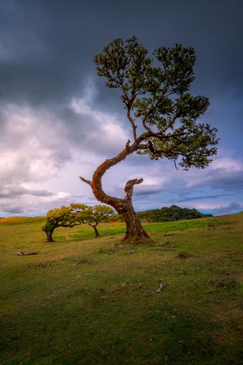 A vertical shot of a majestic tree bent over on a field in Madeira, Portugal