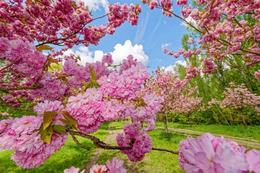 Macro shot of pink blossoms of a Japanese cherry tree in the sunlight.