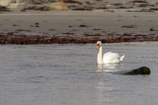 A selective focus shot of a graceful swan floating on the lake