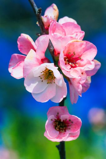 Close up of a tree branch with a cluster of bright pink flowers blooming out of its tip