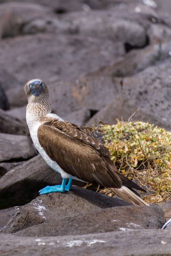 A closeup of a  bird is perched atop a rocky outcropping in a natural environment