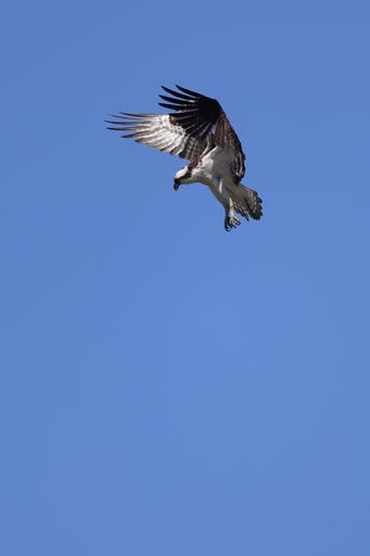 A closeup of an osprey (Pandion haliaetus) flying in the blue cloudless sky on a sunny day