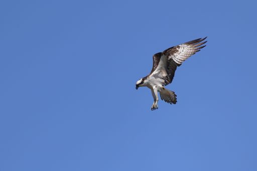 A closeup of an osprey (Pandion haliaetus) flying in the blue cloudless sky on a sunny day