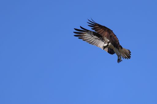 A closeup of an osprey (Pandion haliaetus) flying in the blue cloudless sky on a sunny day